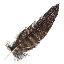 #11 Tawney Frogmouth Tail Feather