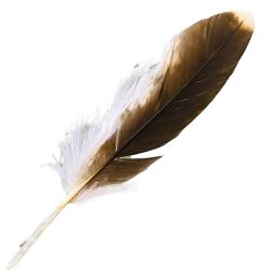 #12 Whistling Kite Pointer Feather