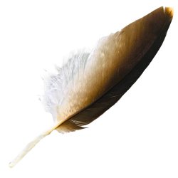 #13 Whistling Kite Pointer Feather