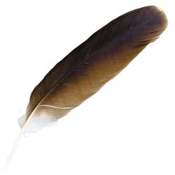 #101 Whistling Kite Primary Wing Feather