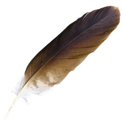 #103 Whistling Kite Secondary Wing Feather