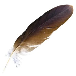 #105 Whistling Kite Secondary Wing Feather