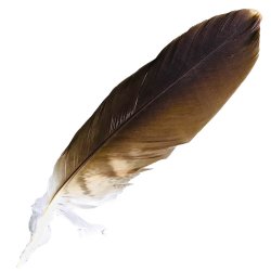 #108 Whistling Kite Secondary Wing Feather