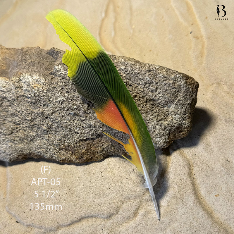 (image for) APT-05 Amazon Parrot Tail Feather - DEFECTIVE