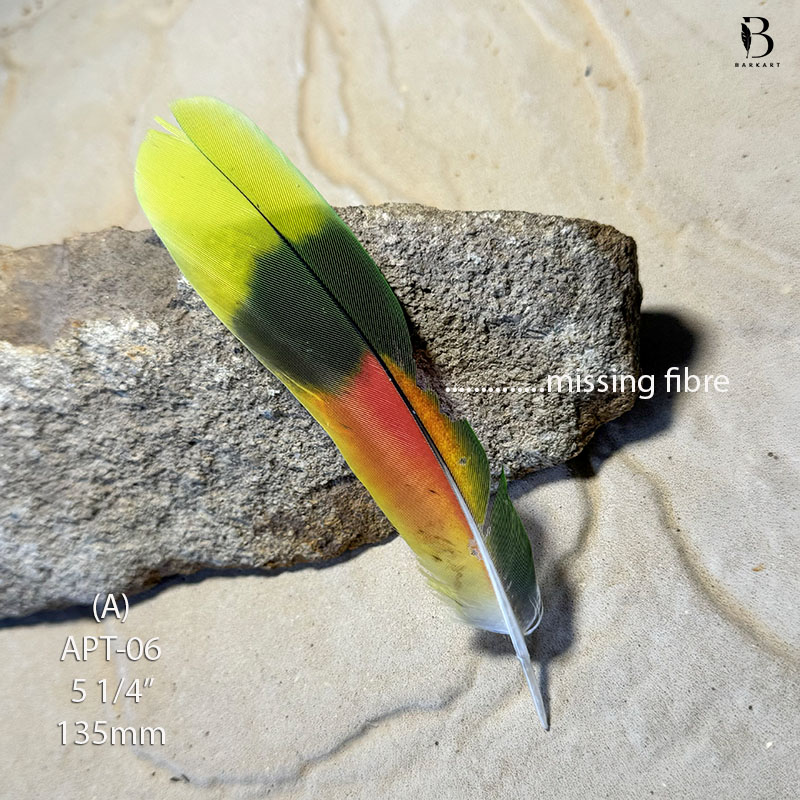 (image for) APT-06 Amazon Parrot Tail Feather-DEFECTIVE