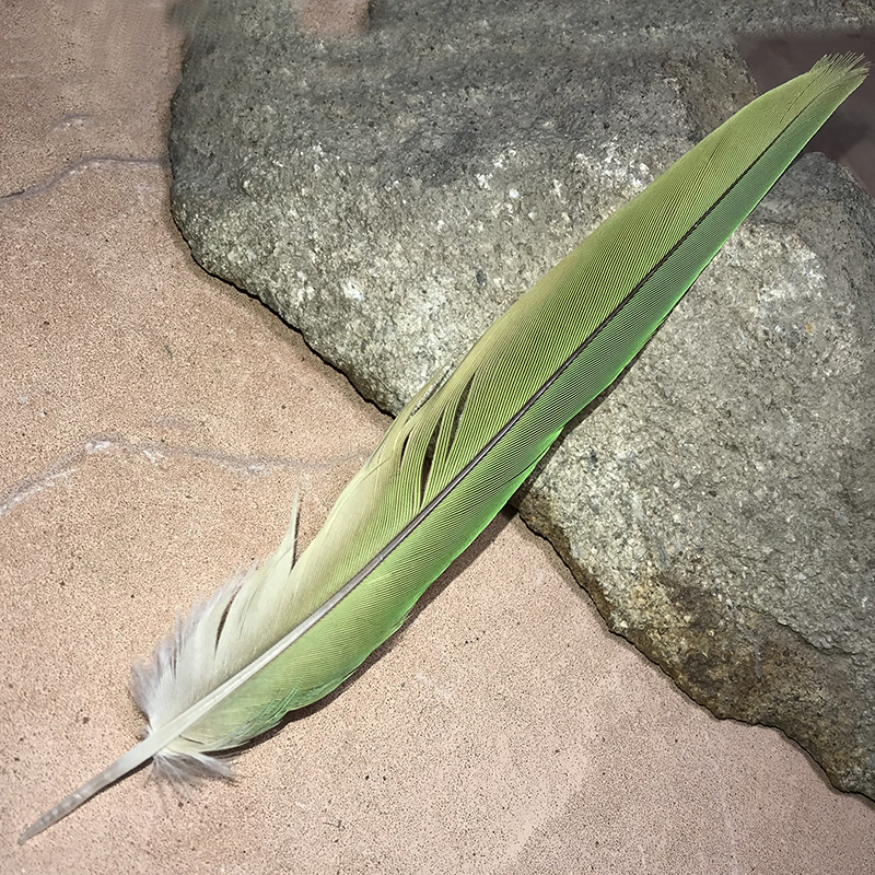 (image for) T-04 Alexandrine Tail Feather - Click Image to Close
