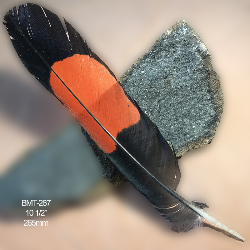 (image for) BMT-267 Red Tailed Male Black Cockatoo Feather