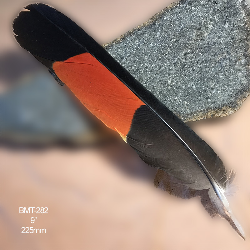(image for) BMT-282 Red Tailed Male Black Cockatoo Feather