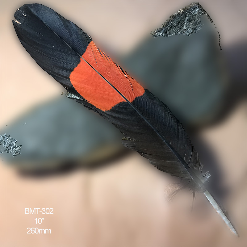 (image for) BMT-302 Red Tailed Male Black Cockatoo Tail Feather
