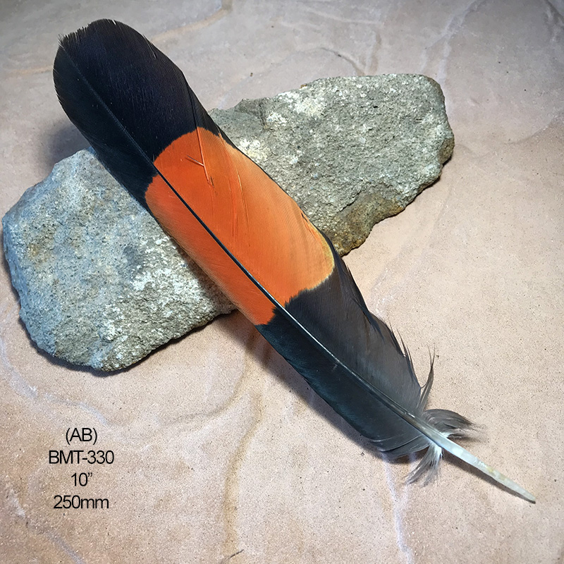 (image for) BMT-330 Red Tailed Male Black Cockatoo Feather