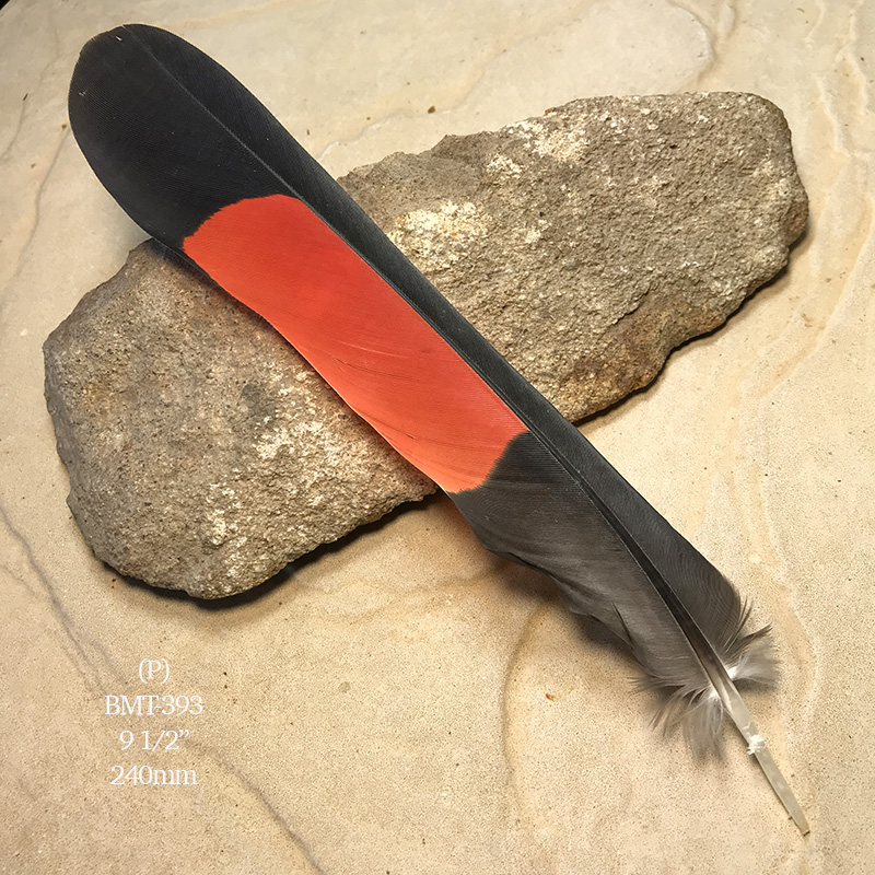 (image for) BMT-393 Red Tailed Male Black Cockatoo Feather