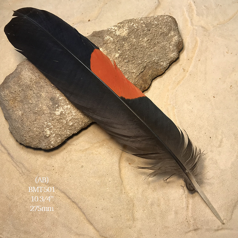 (image for) BMT-501 Red Tailed Male Black Cockatoo Feather