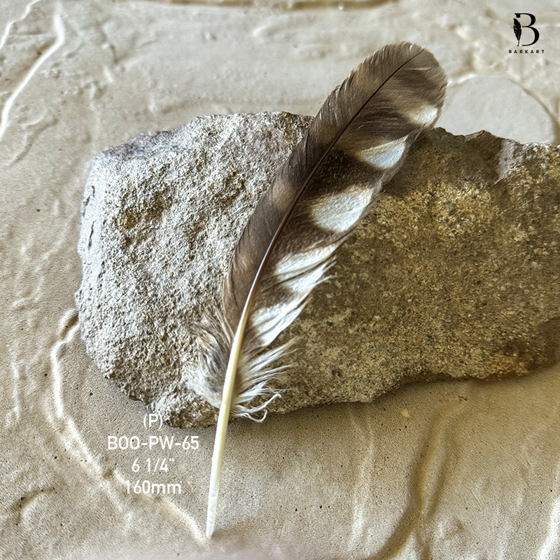 (image for) BOO-PW-65 Bookbook Owl Primary Wing Feather - Click Image to Close