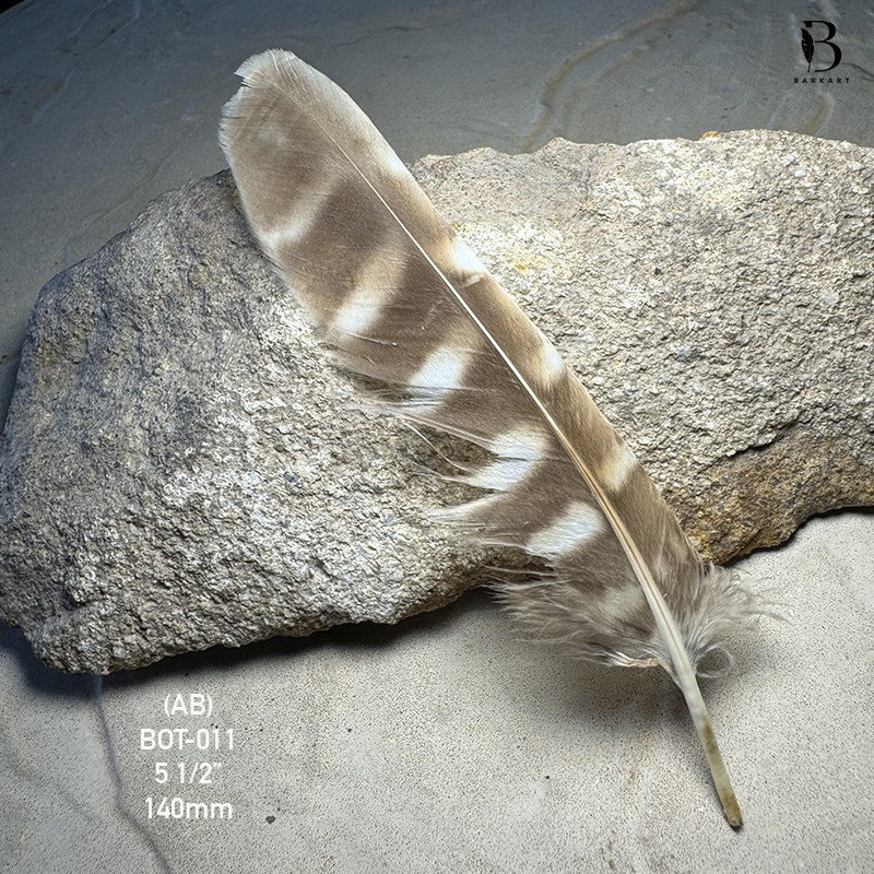 (image for) BOT-011 Boobook Tail Feather