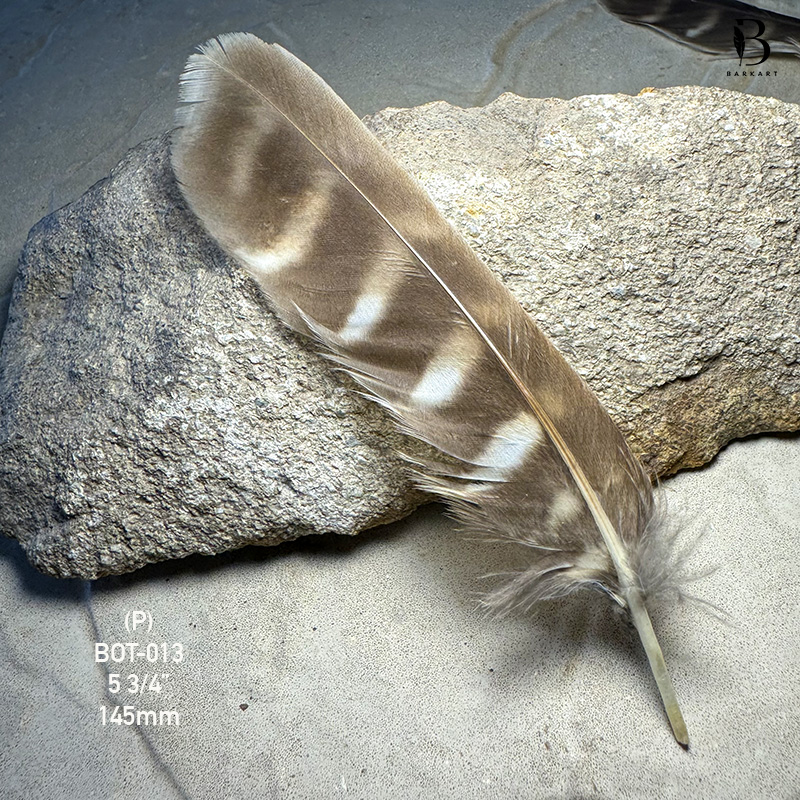 (image for) BOT-013 Boobook Tail Feather