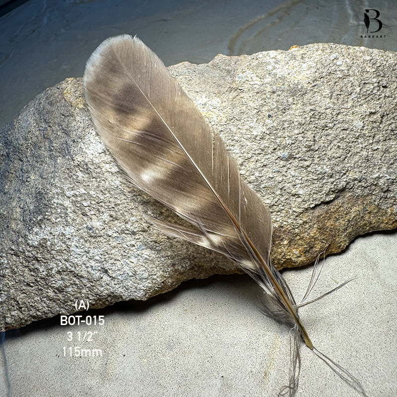 (image for) BOT-015 Boobook Tail Feather