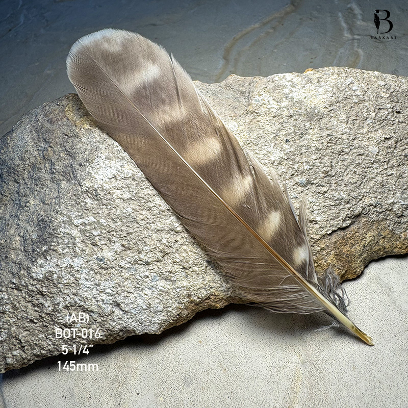 (image for) BOT-016 Boobook Tail Feather