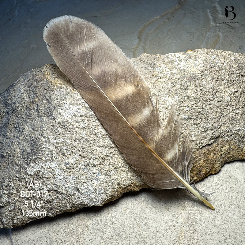 (image for) BOT-017 Boobook Tail Feather - Click Image to Close