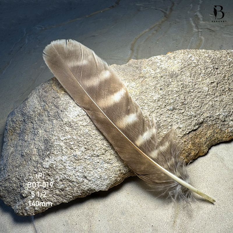(image for) BOT-019 Boobook Tail Feather - Click Image to Close