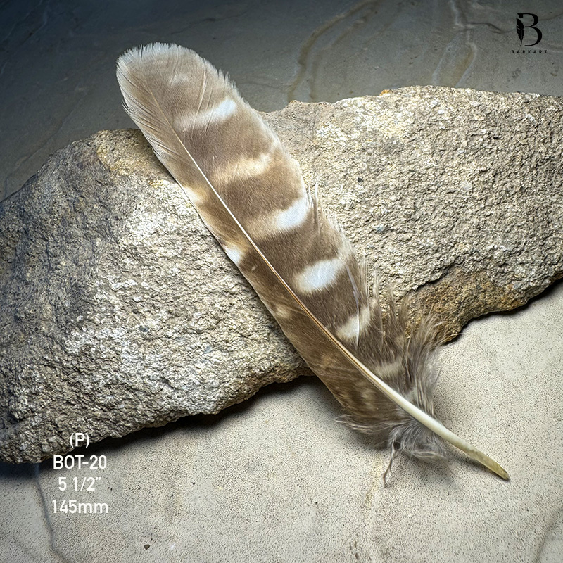 (image for) BOT-020 Boobook Tail Feather