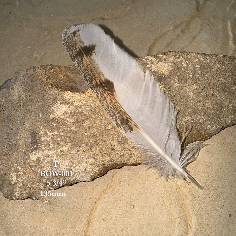 (image for) BOW-001 Barn Owl Primary Wing Feather