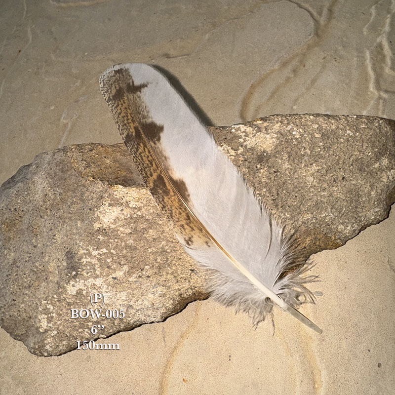 (image for) BOW-005 Barn Owl Primary Wing Feather