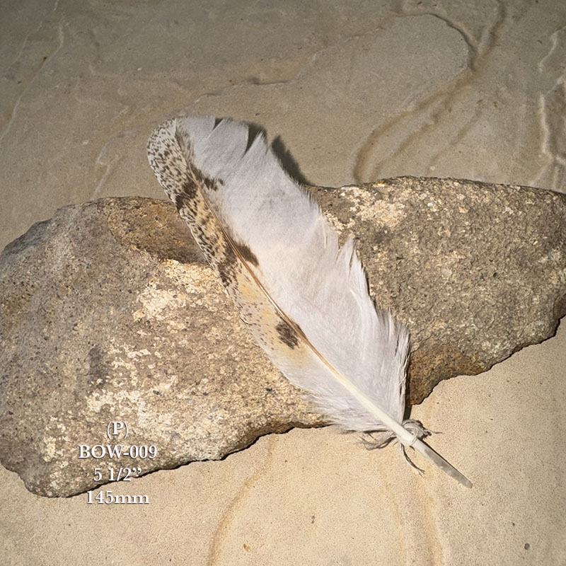 (image for) BOW-009 Barn Owl Primary Wing Feather
