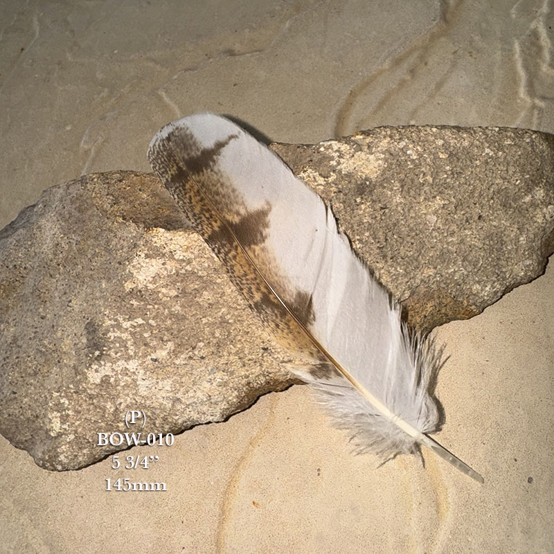 (image for) BOW-010 Barn Owl Primary Wing Feather