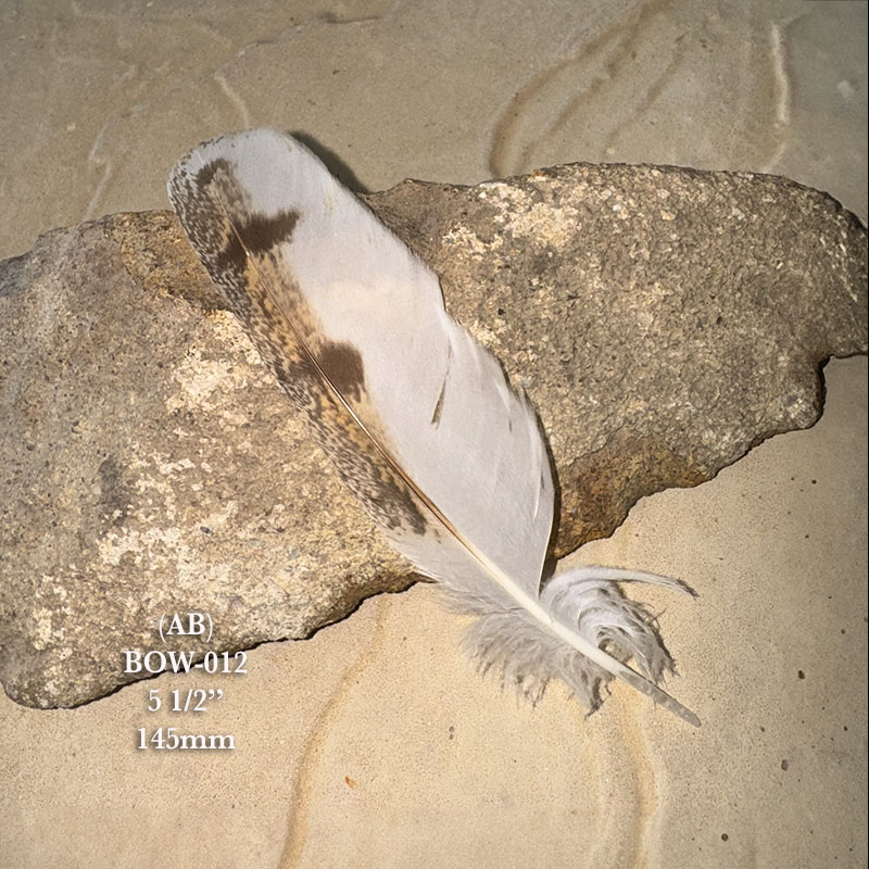 (image for) BOW-012 Barn Owl Primary Wing Feather