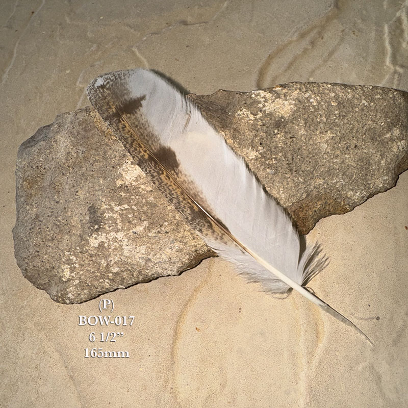 (image for) BOW-017 Barn Owl Primary Wing Feather