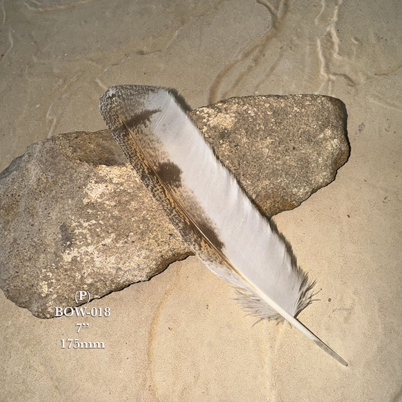 (image for) BOW-018 Barn Owl Primary Wing Feather