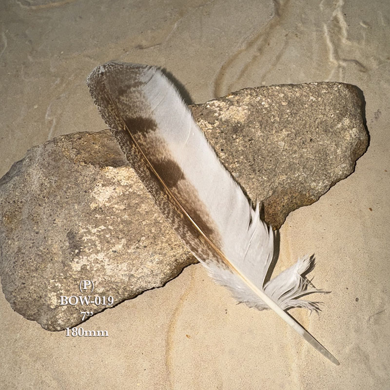 (image for) BOW-019 Barn Owl Primary Wing Feather
