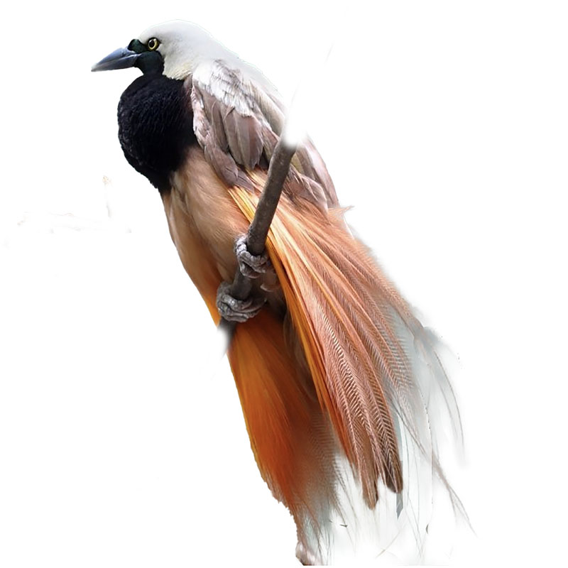 (image for) Bird of Paradise Large Tail Feathers x 3 - Click Image to Close