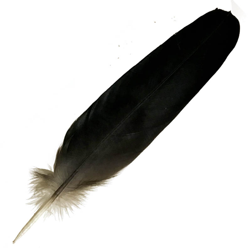 (image for) #23 Black Cockatoo Centre Tail Feather