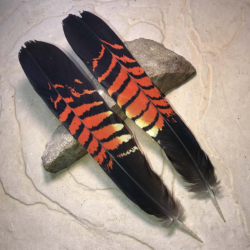 (image for) Red Tailed Female Tail Feather