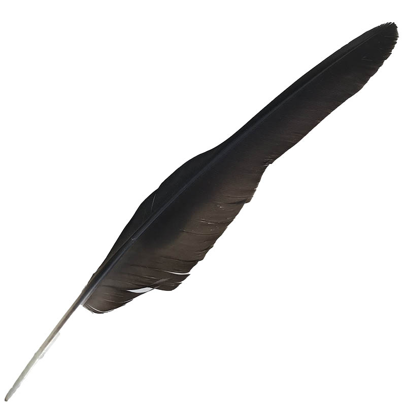 (image for) Black Cockatoo Wing Feather