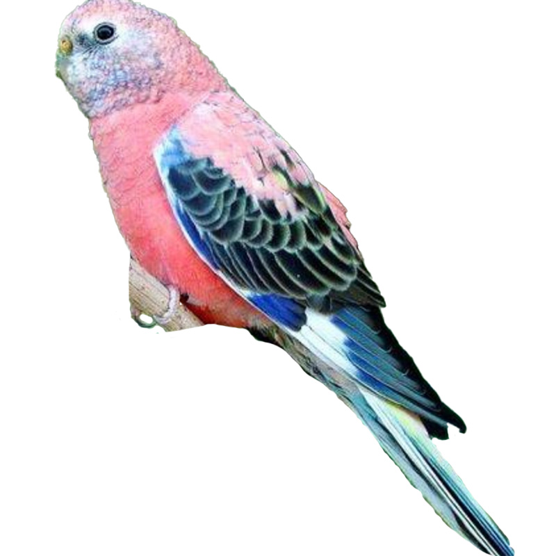 (image for) Bourke Parrot