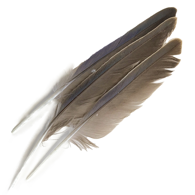 (image for) #50 Bourke Parrot Primary Wing Feathers