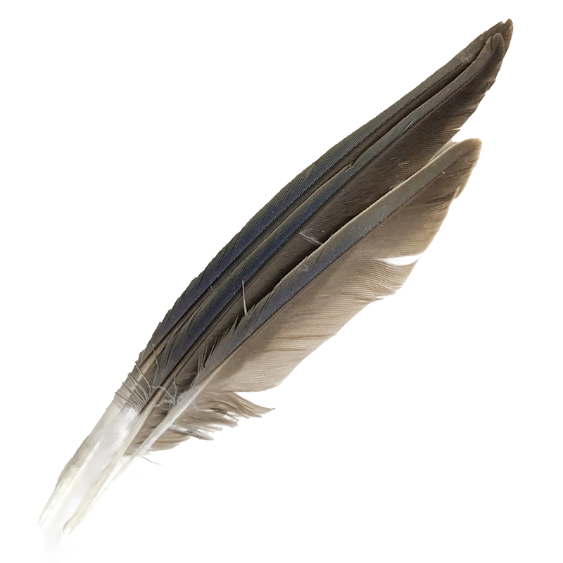 (image for) #52 Bourke Parrot Primary Wing Feathers
