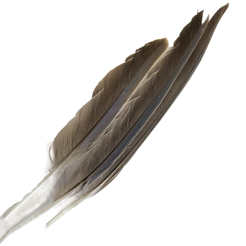 (image for) #53 Bourke Parrot Primary Wing Feathers - Click Image to Close
