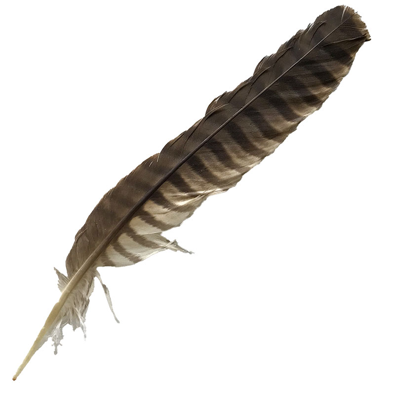(image for) 01 Brown Goshawk Tail Feather - Click Image to Close