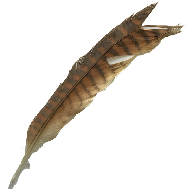 (image for) 14 Brown Goshawk Tail Feather