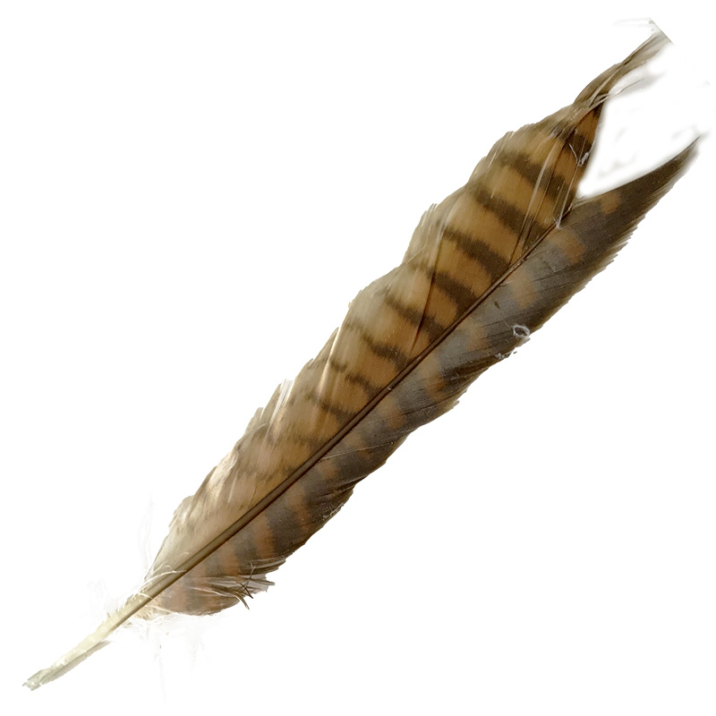(image for) 17 Brown Goshawk Tail Feather
