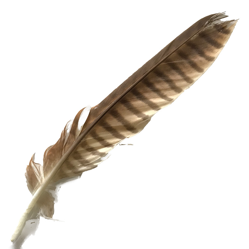 (image for) 20 Brown Goshawk Tail Feather - Click Image to Close