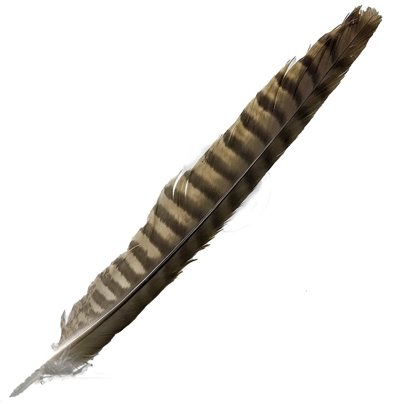 (image for) 21 Brown Goshawk Tail Feather - Click Image to Close