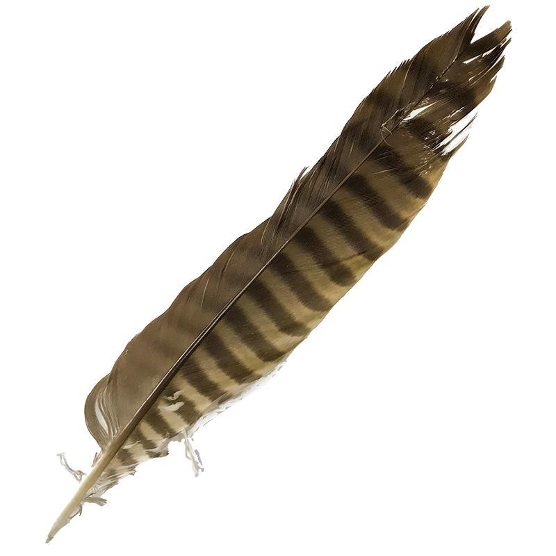 (image for) 22 Brown Goshawk Tail Feather