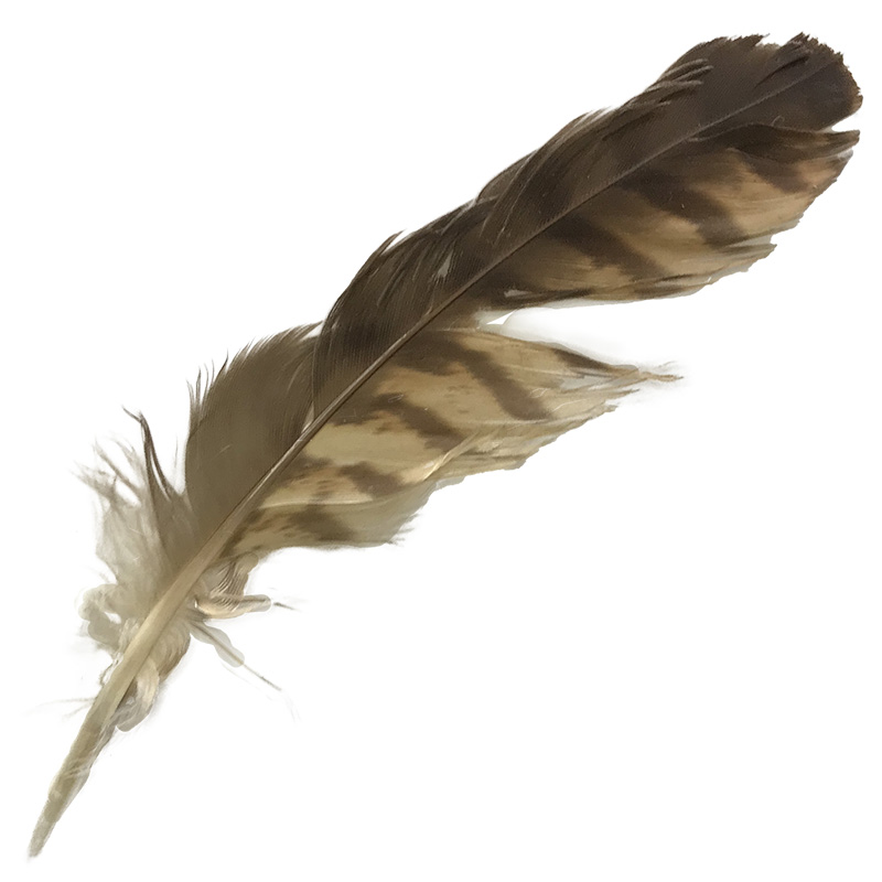 (image for) 201 Brown Goshawk Secondary Wing Feather - Click Image to Close