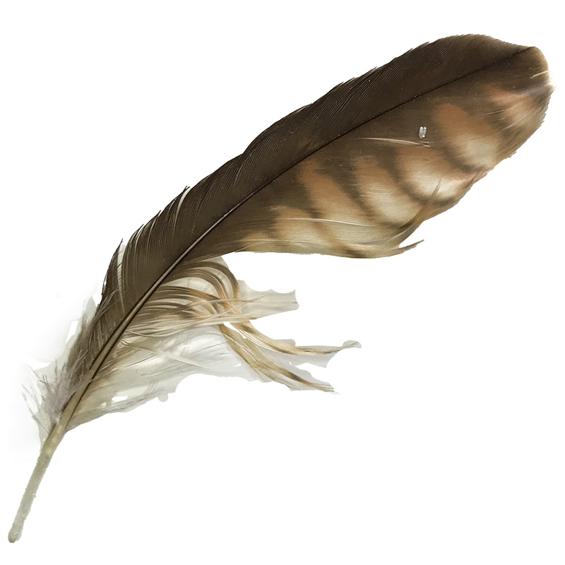 (image for) 205 Brown Goshawk Secondary Wing Feather
