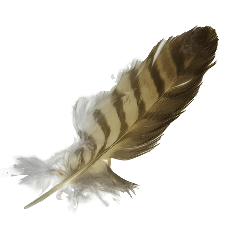 (image for) 206 Brown Goshawk Secondary Wing Feather - Click Image to Close