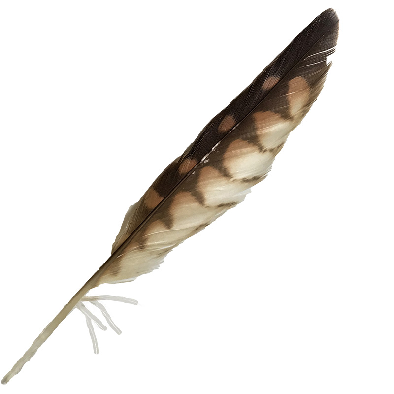 (image for) 50 Brown Goshawk Primary Wing Feather - Click Image to Close